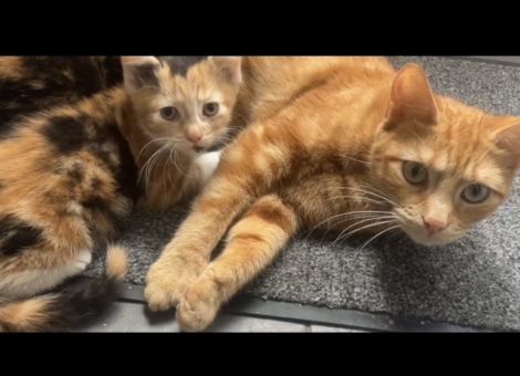 2 stunning female kittens
