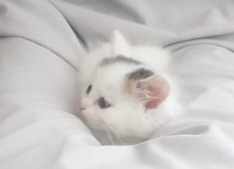 Long Haired White Kitten