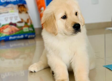 Gorgeous Golden Retriever Pups