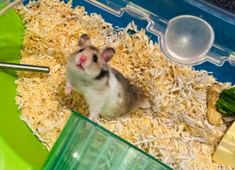 Baby syrian hamster with cage