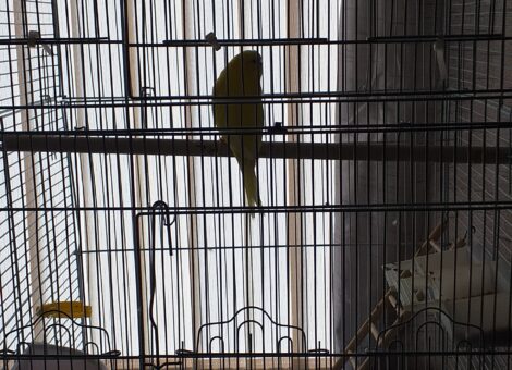 3 budgies and cage