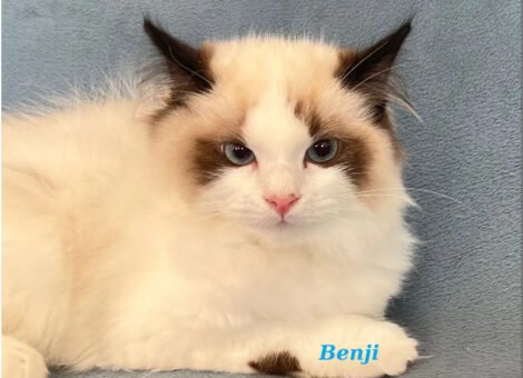 Benji