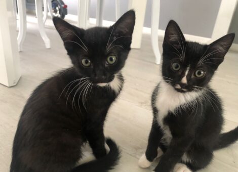 mix Bengal/ black Kittens