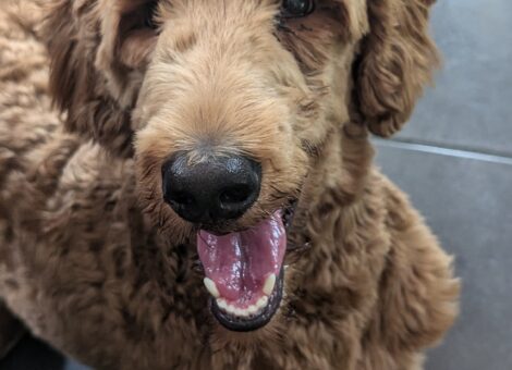 Stunning f2 labradoodle male