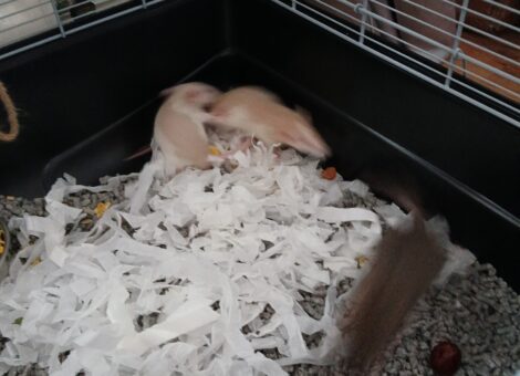 X3 baby male rats an cage