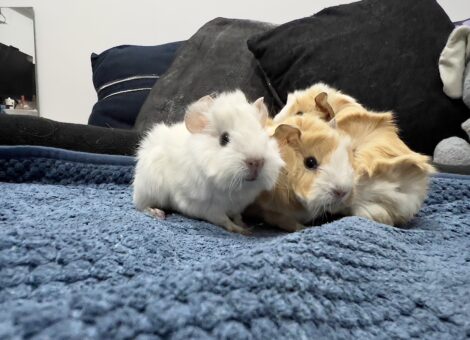 Baby Guinea Pigs from N17 9**