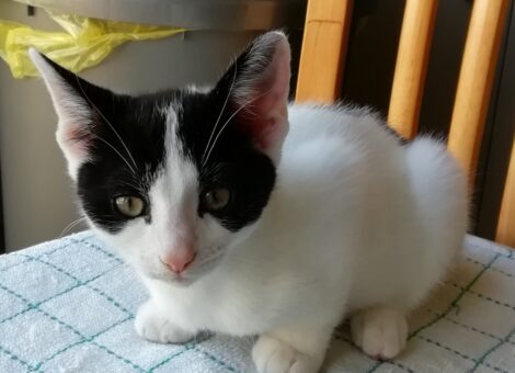 Black and White Female Kitten