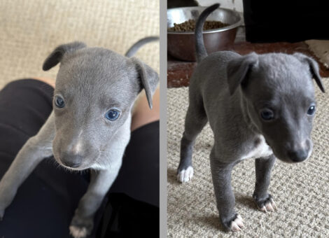 Gorgeous Blue Whippet Pups