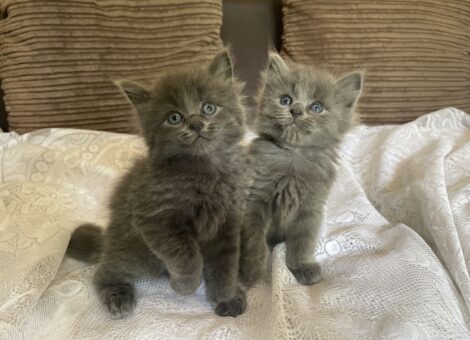 Beautiful fluffy kittens