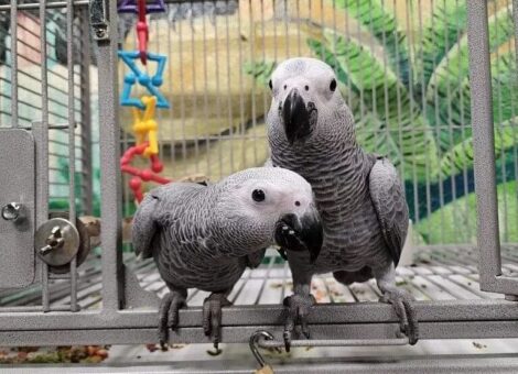 Friendly African Grey Parrots