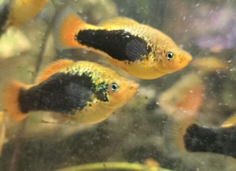 Various Platy Fish For Sale