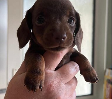 Min daschund1