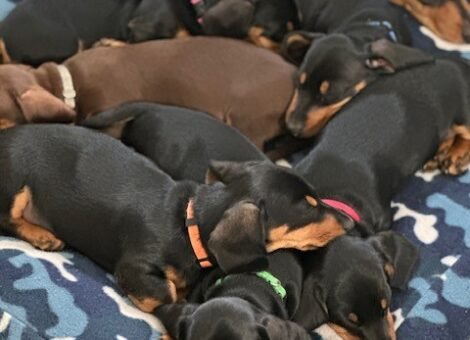 Tiered pups 2