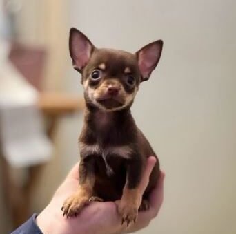 male chihuahua puppies for sale 1415919