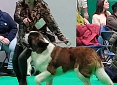 Blixen Crufts 24 crop