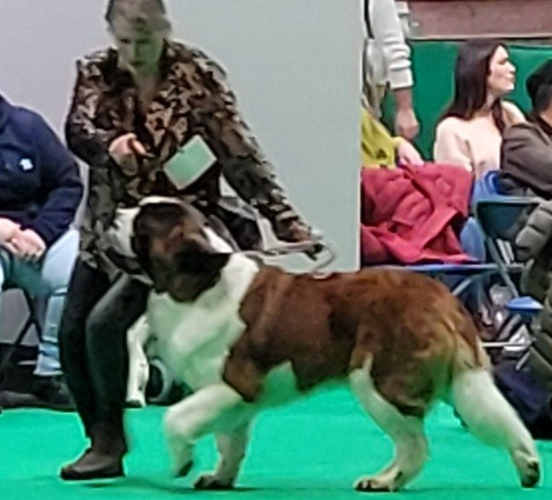 Blixen Crufts 24 crop