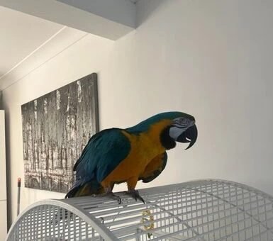 parrots birds for sale blue and gold macaw south ockendon image 12