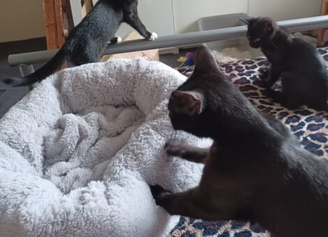 Cocoa on my bed with Princess and Bastet