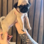 Screenshot 2024 09 23 at 01 52 55 pug dogs for sale kc registered pug puppies silver fawn mexborough image 1.webp WEBP Image 374 × 527 pixels