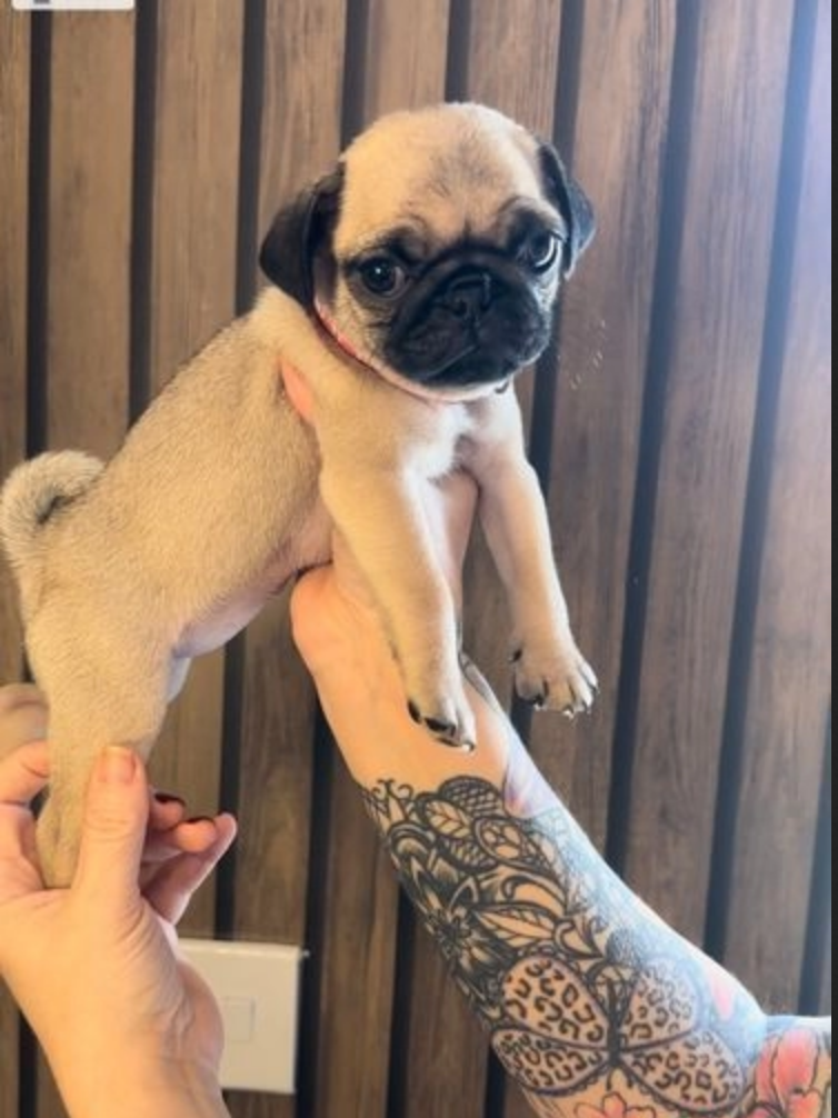 Having Your Own Pet Alternatives