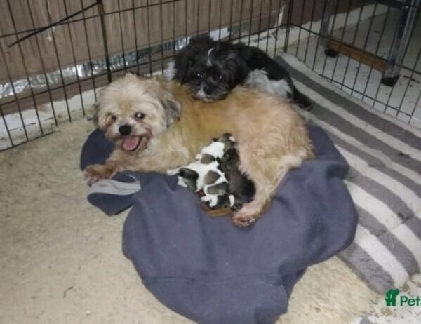 shih tzu dogs for sale will you be my forever carer abingdon image 2