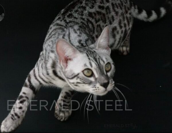 Copy of Copy of Copy of Copy of Copy of Pure pedigree TICA registered bengal kittens 1