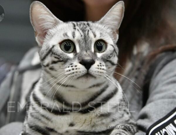 Copy of Copy of Copy of Copy of Copy of Pure pedigree TICA registered bengal kittens