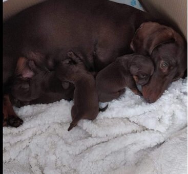 miniature daschund puppies for sale 1503108