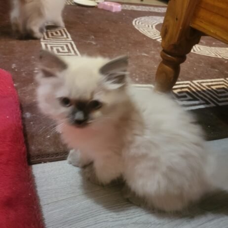 IMG 20250618 WA0004