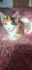 IMG 20250627 WA0000