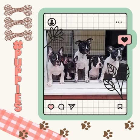 Pink and Brown Cute Puppy Scrapbook Instagram Post 20250727 183107 0000