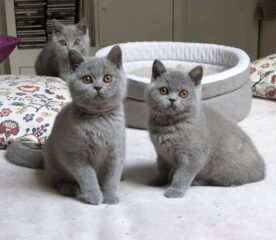 shorthairkittys