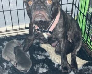 Layla with pups