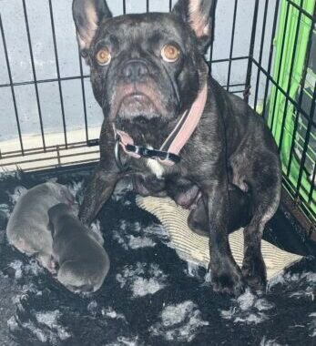 Layla with pups