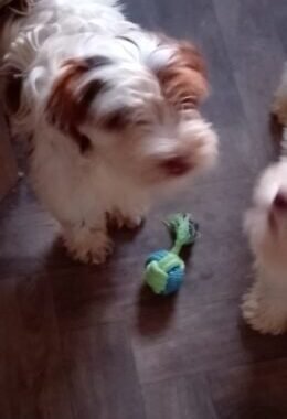 Lola1