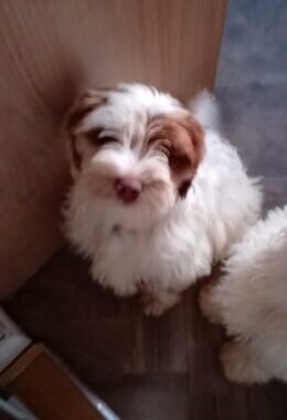 Lola2