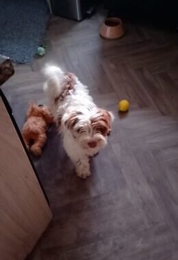 Lola3