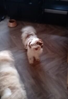 Lola4