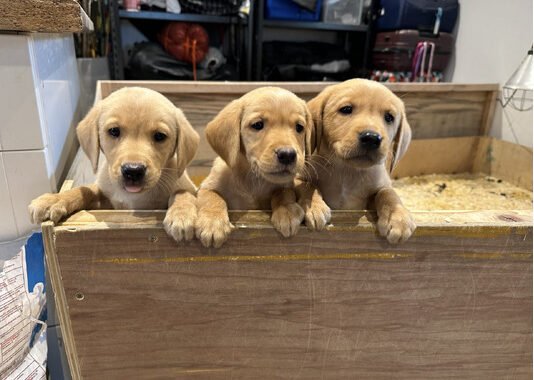 lab