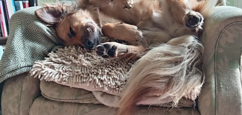 Juno asleep in armchair