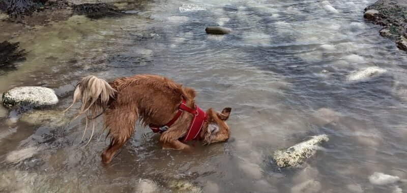 Juno in Flamborough Head