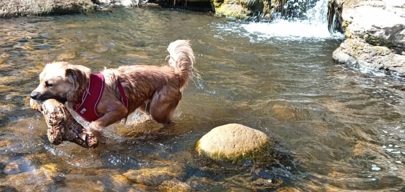 Juno in Hayburn Wyke