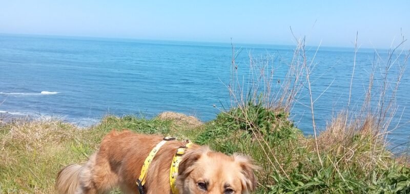 Juno on Cliff Tops