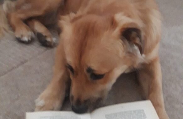 Junos loves reading