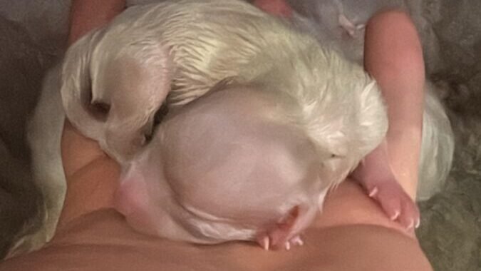 NEW BORN