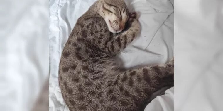 Savannah Chocolate male 2