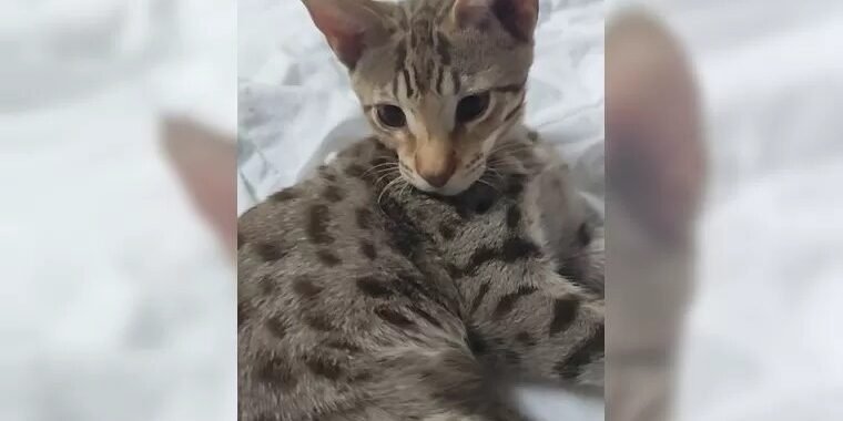 Savannah Chocolatte male 1