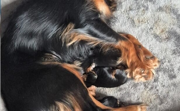 Screenshot 20251004 124415 Samsung Internet