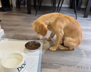 f9921b17 85a5 4f8a 8a66 49f584b63cc3