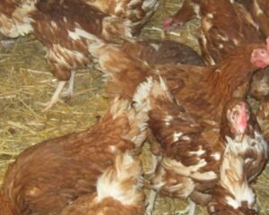 hens for add